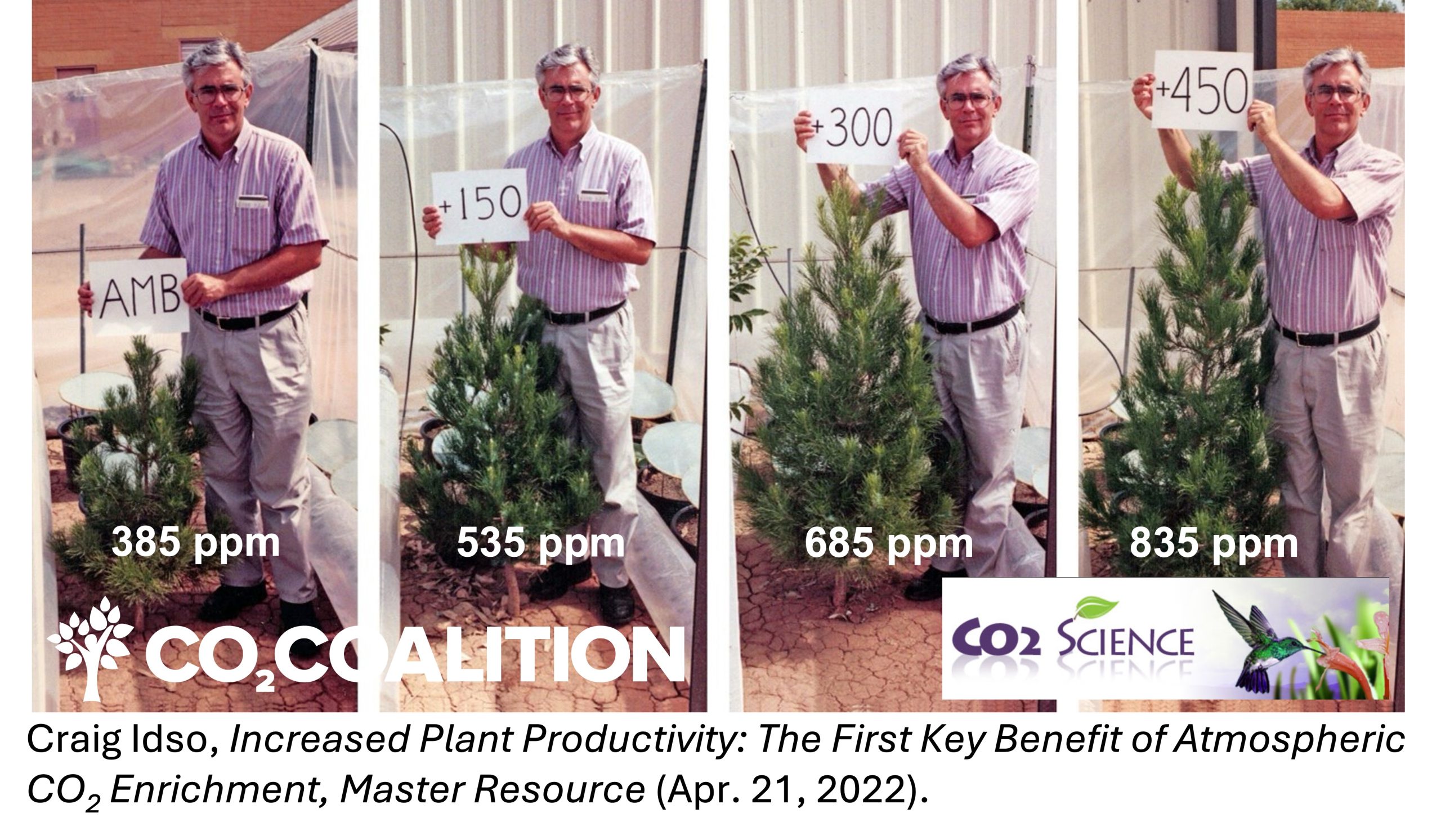 CO2 and Plant Growth — Eldarica Pine