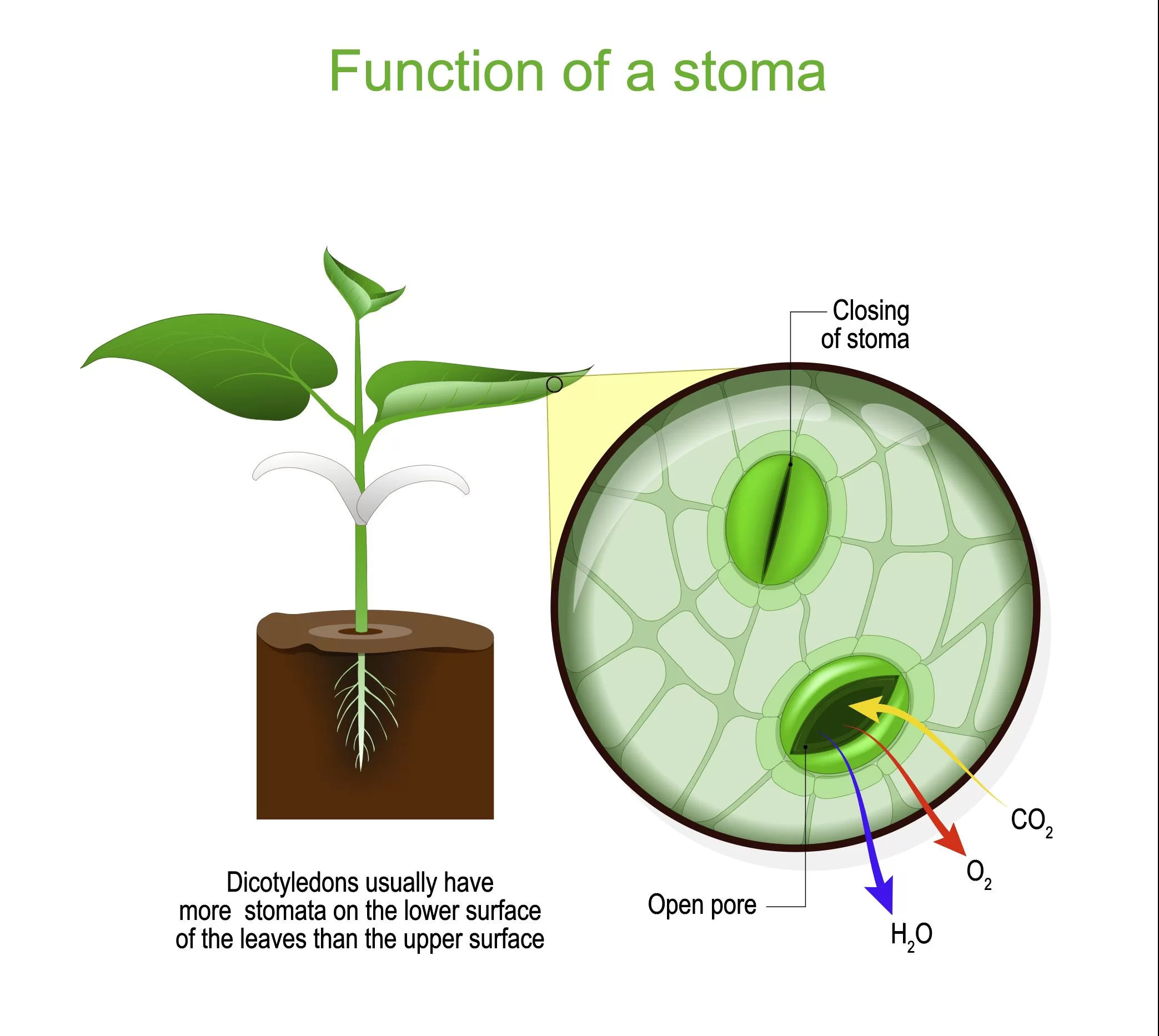 Stomata CO2 Proxy Record