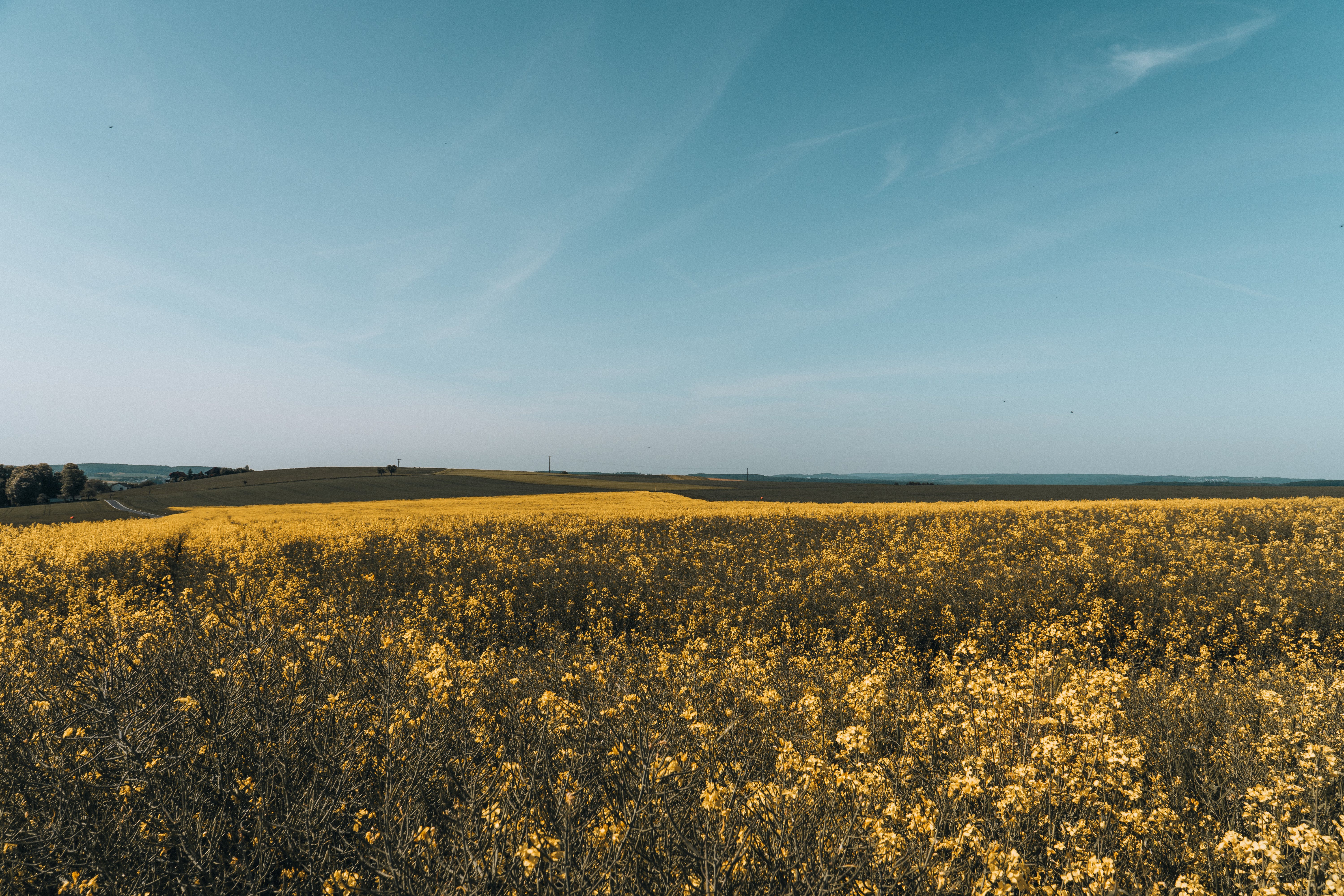 A field of yellow flowers under a wide prairie sky