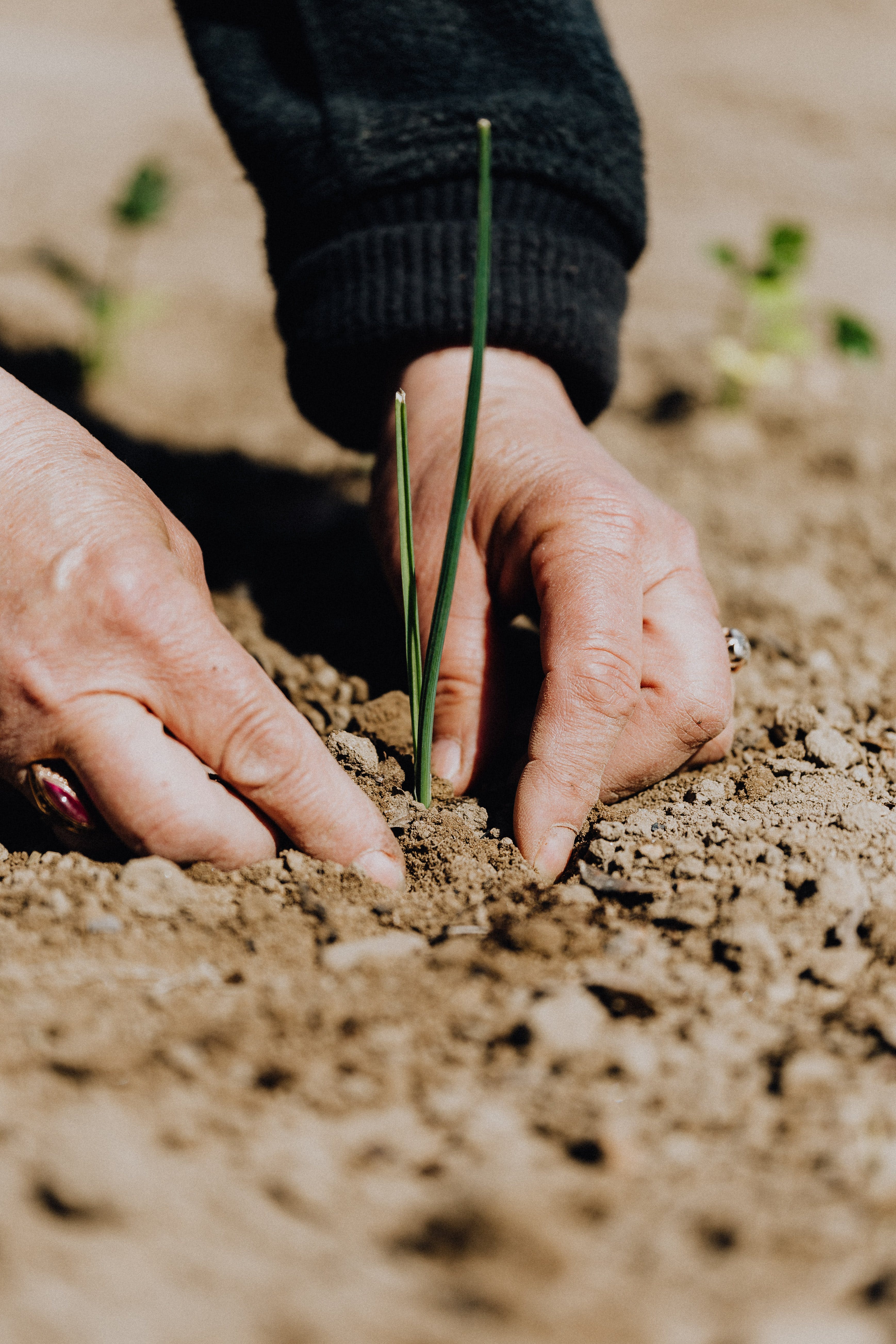 Hands planting a young seedling in dry soil